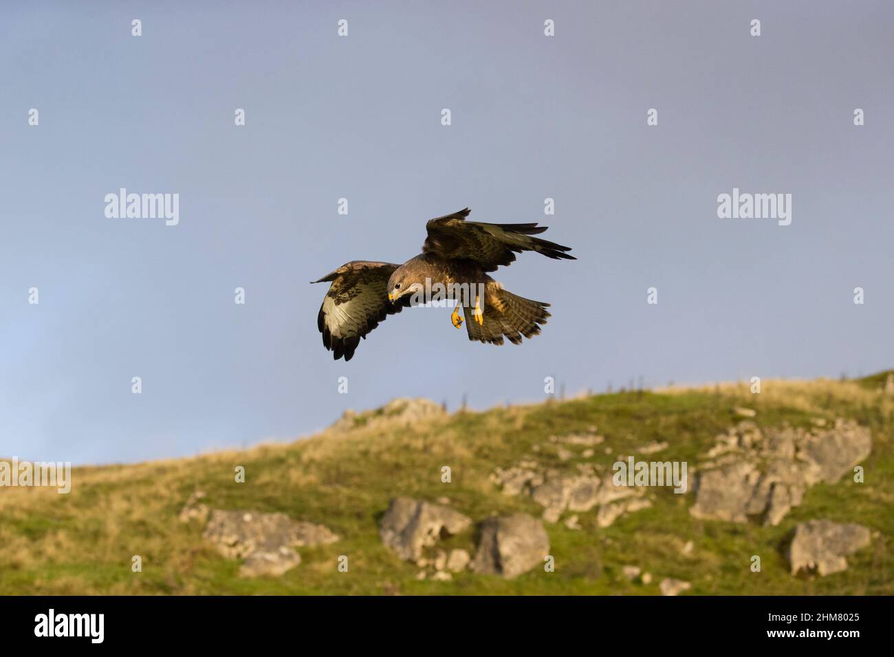 Buzzard comune (Buteo buteo) adulto che vola sulla brughiera, Cumbria, Inghilterra, novembre Foto Stock