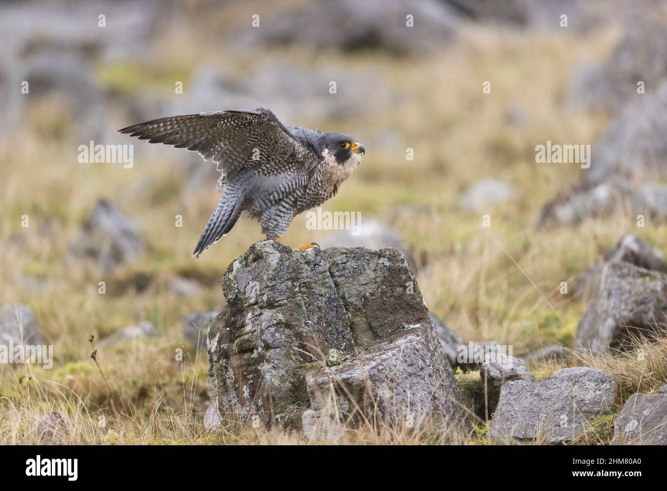 Peregrine Falcon (Falco peregrinus) adulto in piedi su roccia con ali aperte, Cumbria, Inghilterra, novembre, condizioni controllate Foto Stock