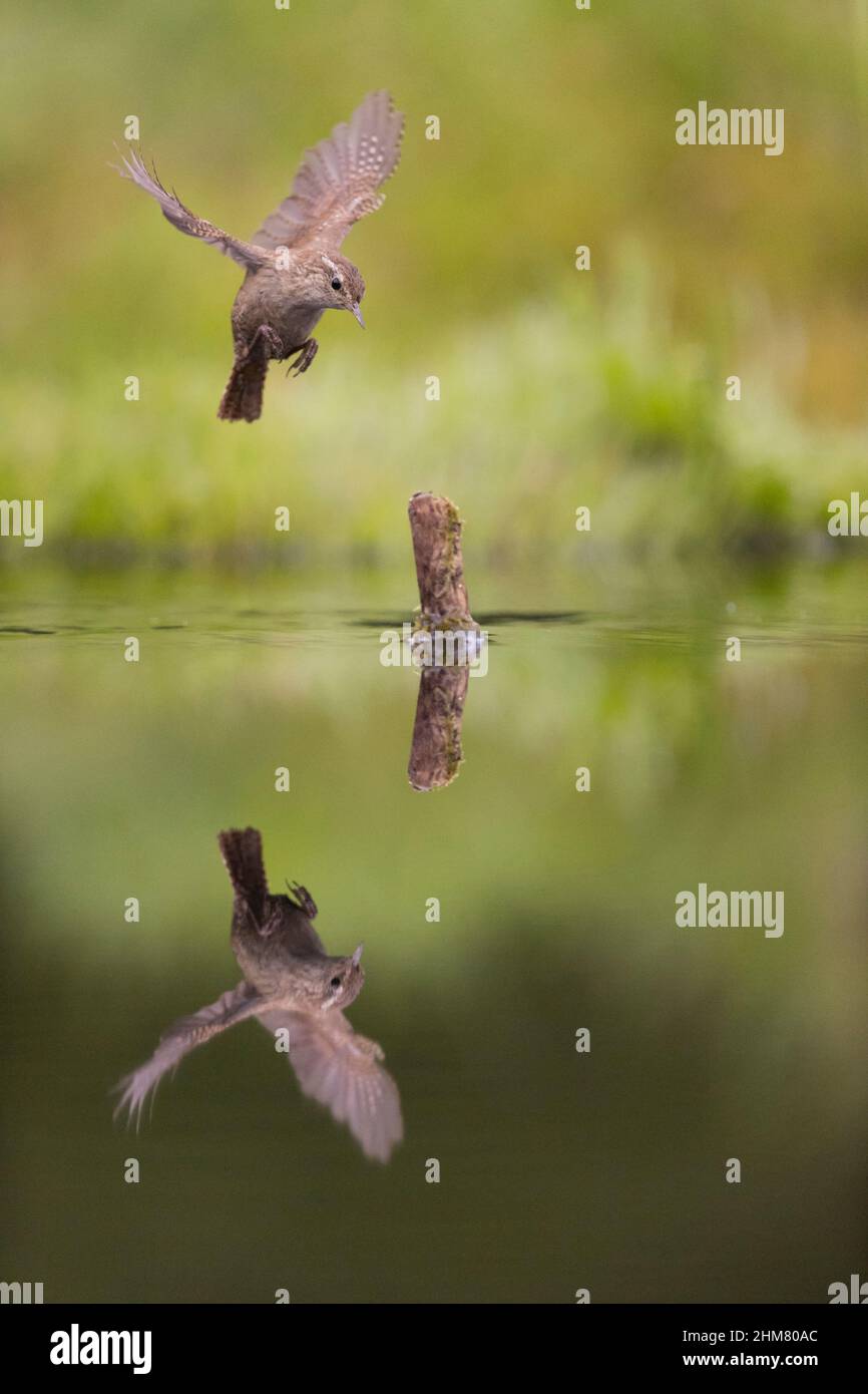 Wren Eurasian (Troglodytes troglodytes) Adulti che volano, circa per atterrare su moncone in acqua con riflessione Foto Stock