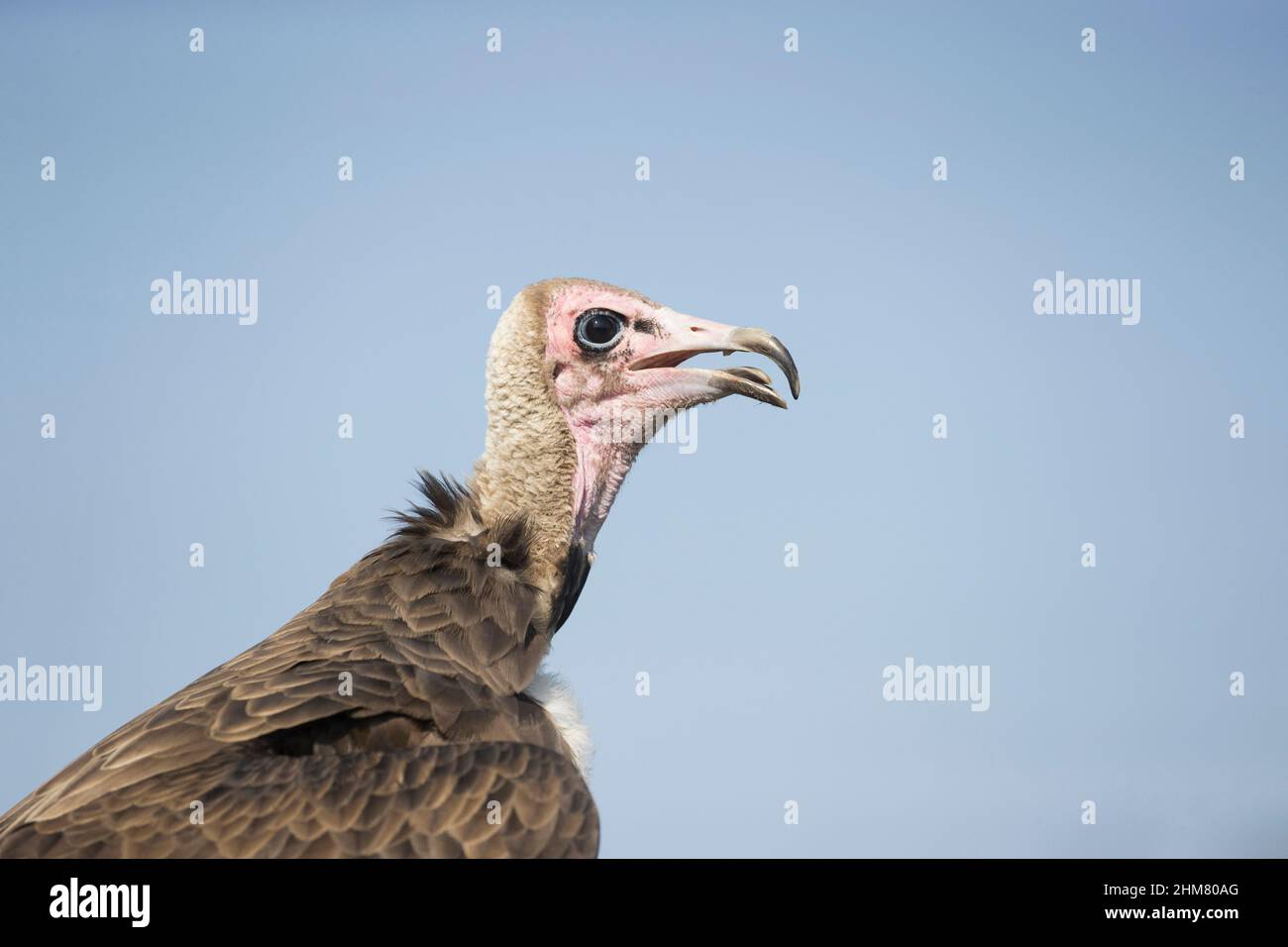 Avvoltoio con cappuccio (Necrosyrtes monachus) femmina adulta, ritratto, condizioni controllate Foto Stock