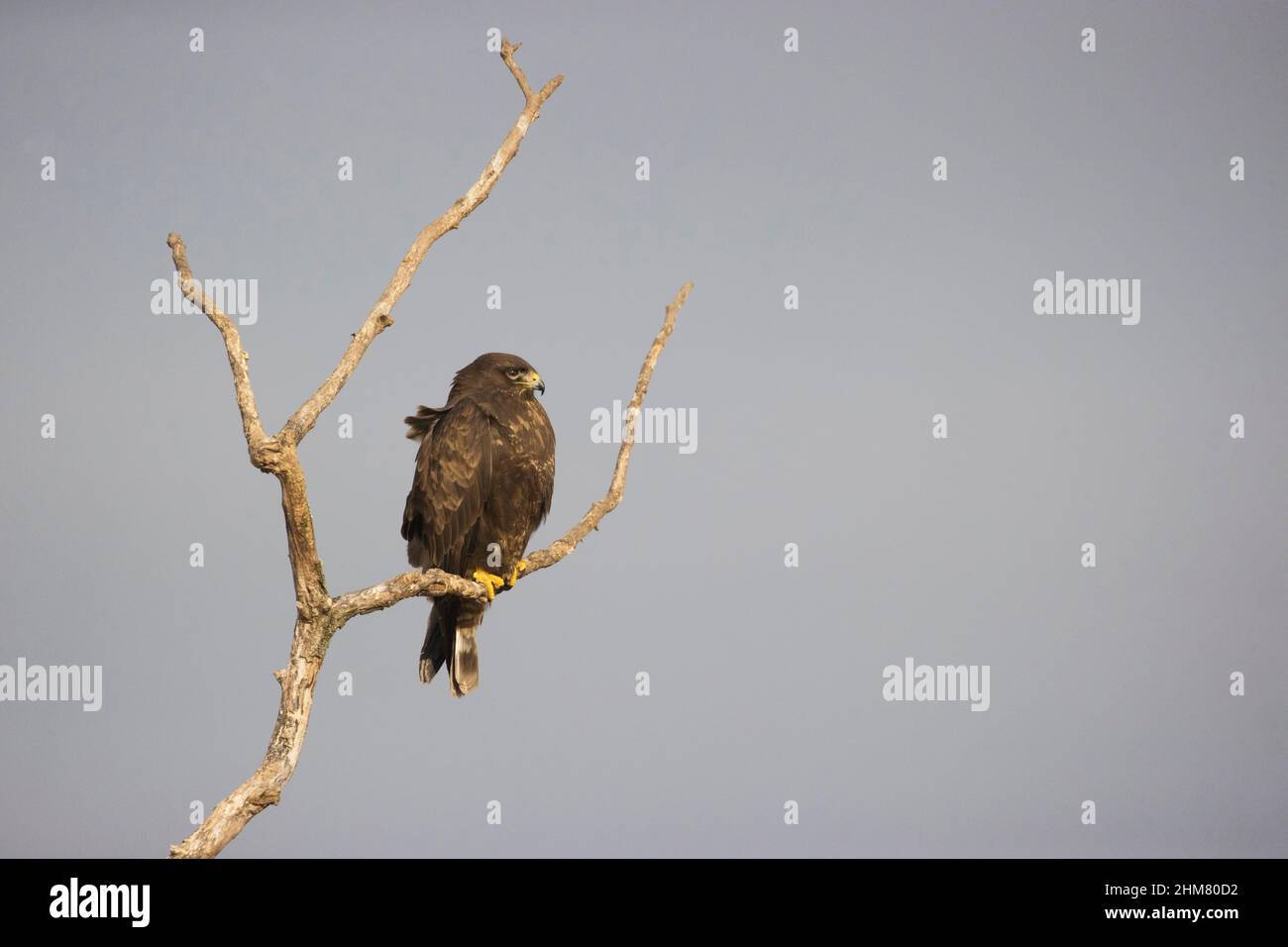 Buzzard comune (Buteo buteo) adulto arroccato sul ramo, Hortobagy, Ungheria, gennaio Foto Stock