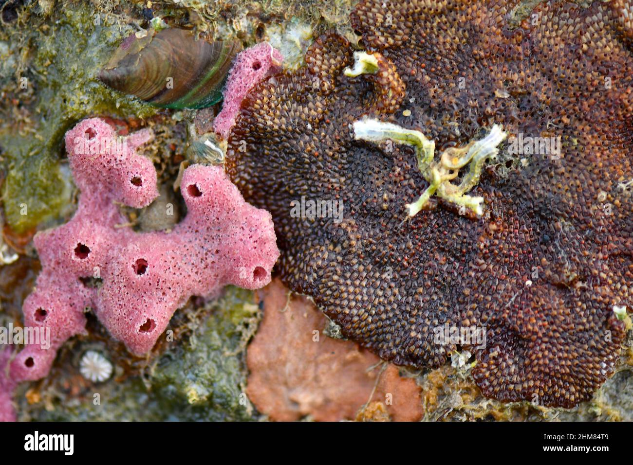 Le creature marine formano modelli su fondali di mare. Foto Stock