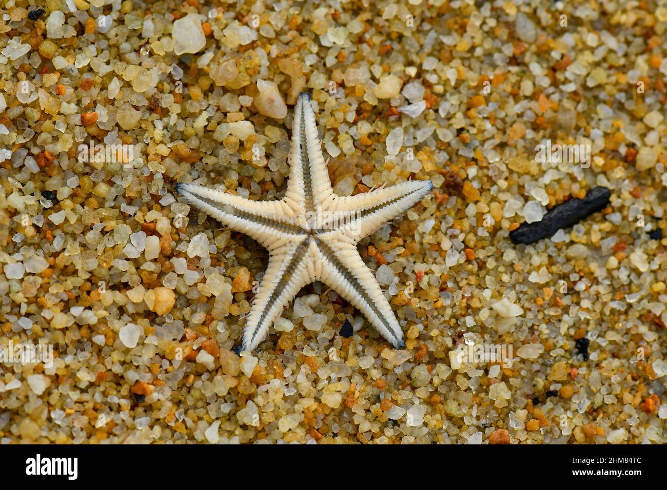 Le creature marine formano modelli su fondali di mare. Foto Stock