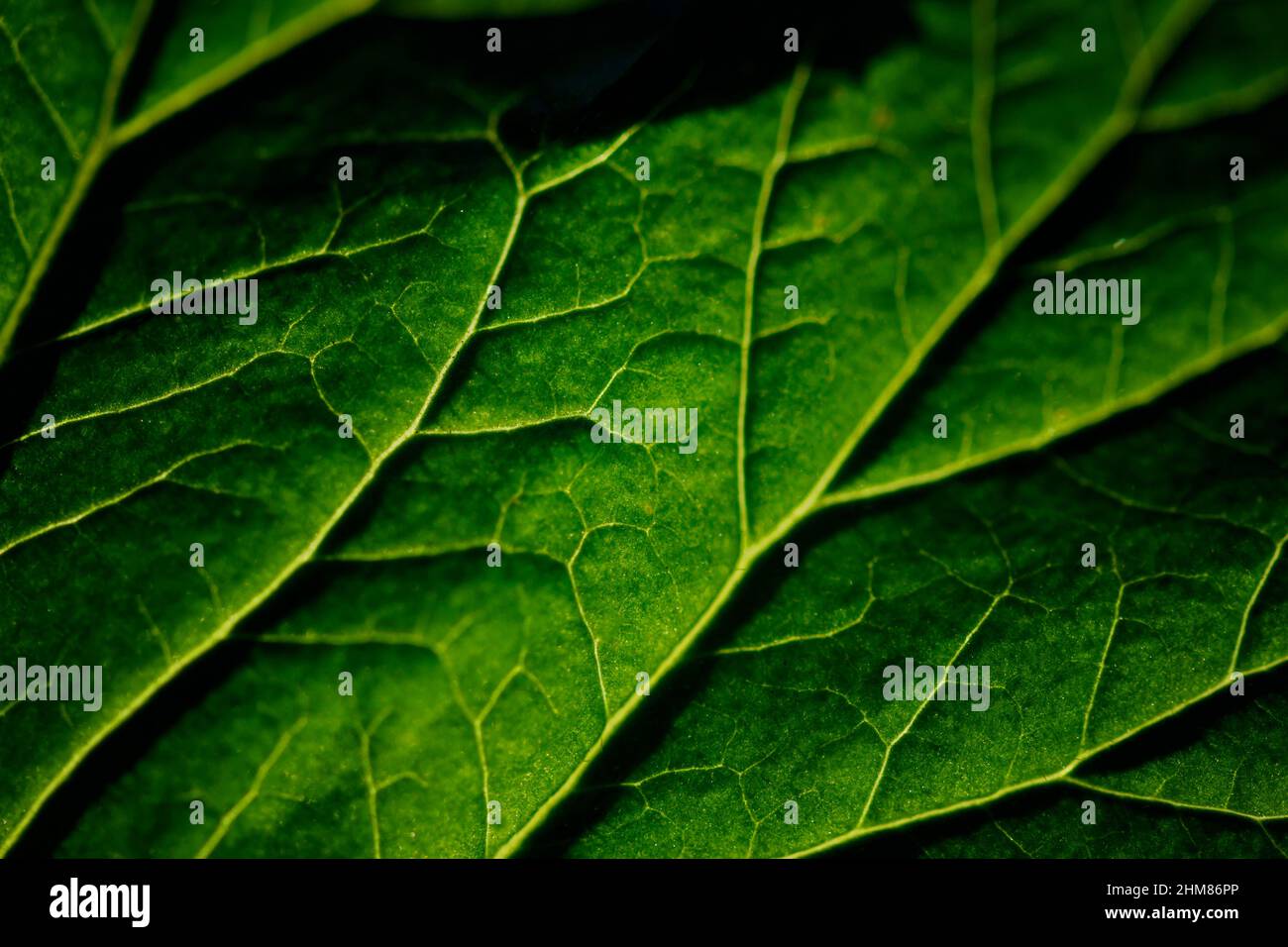 Scatto macro di texture foglia verde.. Foto Stock