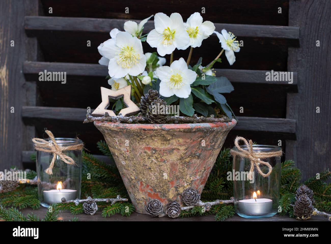helleborus niger in vaso d'epoca e lanterne da tavola in vetro come decorazione invernale Foto Stock