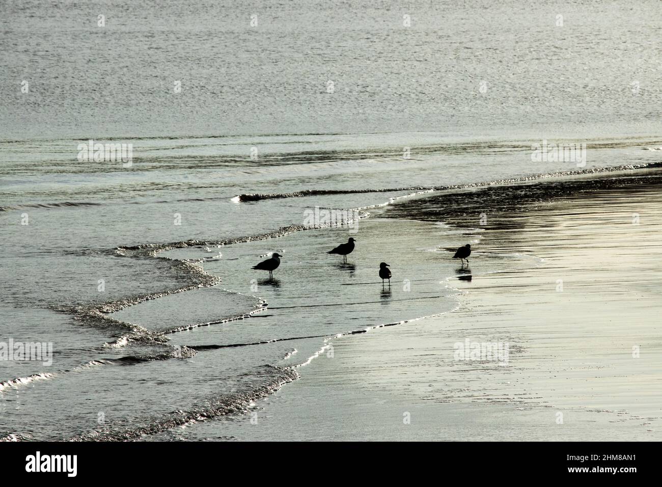 Gabbiani di aringa si riuniscono su una spiaggia per raccogliere scarti di  cibo portato in sulle onde dolci. Il gabbiano di Aringa è sinonimo del mare  britannico Foto stock - Alamy