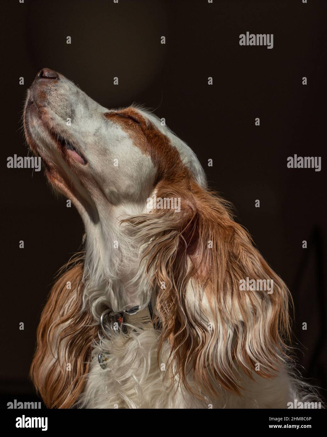 Cane che si gode il sole Foto Stock