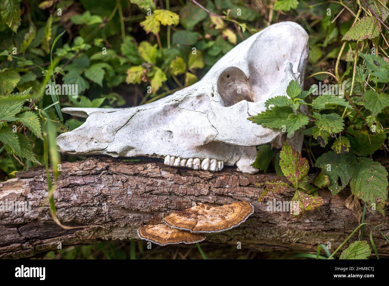 Cranio di un animale posato su un albero in una foresta. Foto Stock