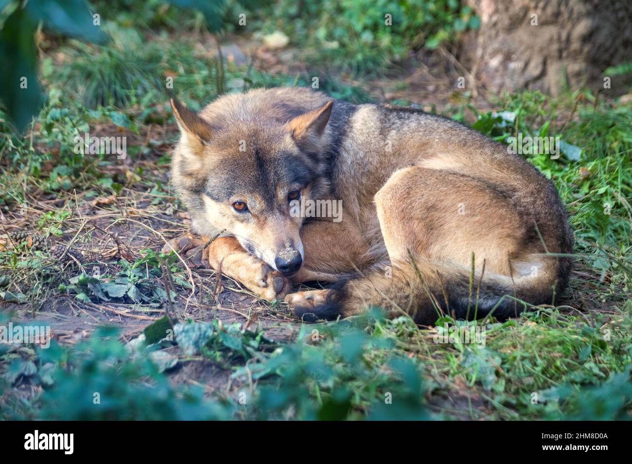 Giovane lupo eurasiatico (nome latino Canis lupus lupus), noto anche come lupo comune. Foto Stock