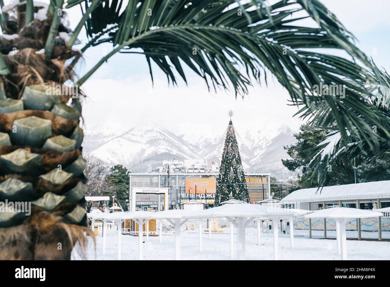 Gelendzhik, Russia, 24 gennaio 2022: Albero di Capodanno nella piazza centrale della città e una palma in primo piano. Foto Stock