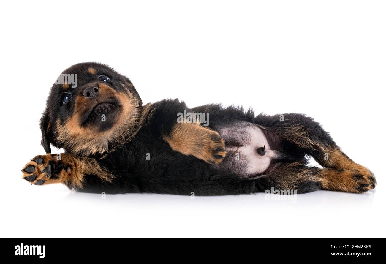 Cucciolo rottweiler davanti a uno sfondo bianco Foto Stock