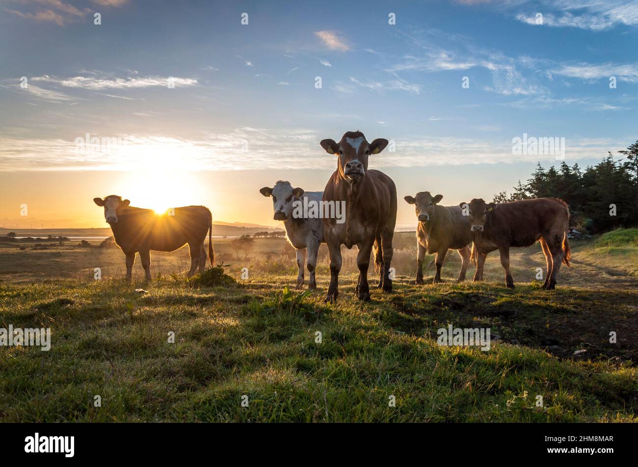 Bestiame bovino di manzo Sunrise, Contea di Donegal, Irlanda Foto Stock