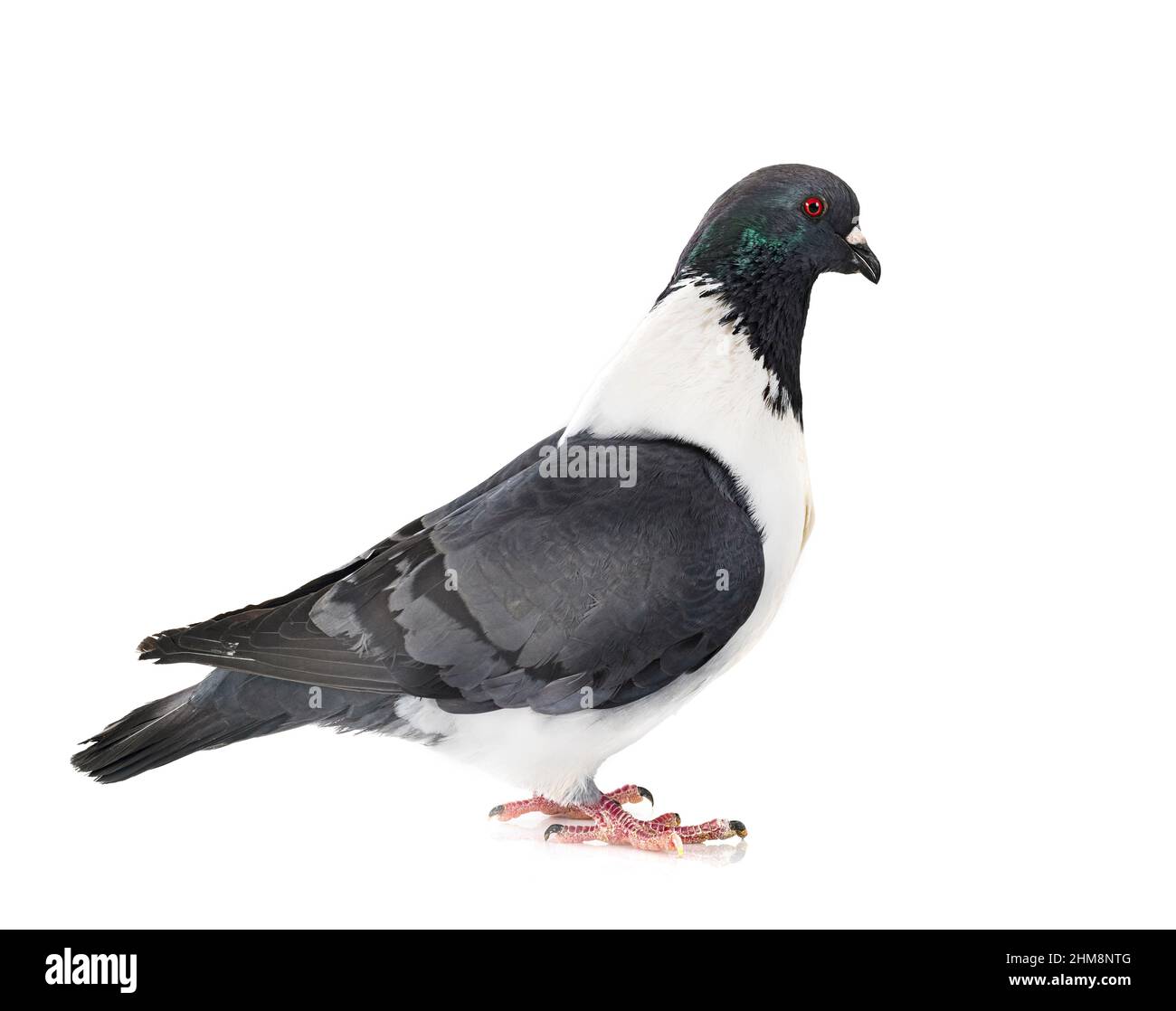 Piccione Strasser di fronte a sfondo bianco Foto Stock