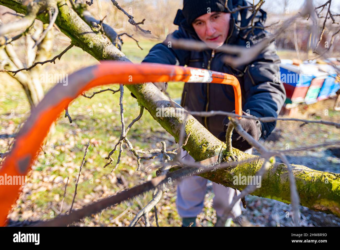 Agricoltore anziano, giardiniere sta tagliando un ramo forte di melo utilizzando la sega ad arco in frutteto in primavera. Foto Stock