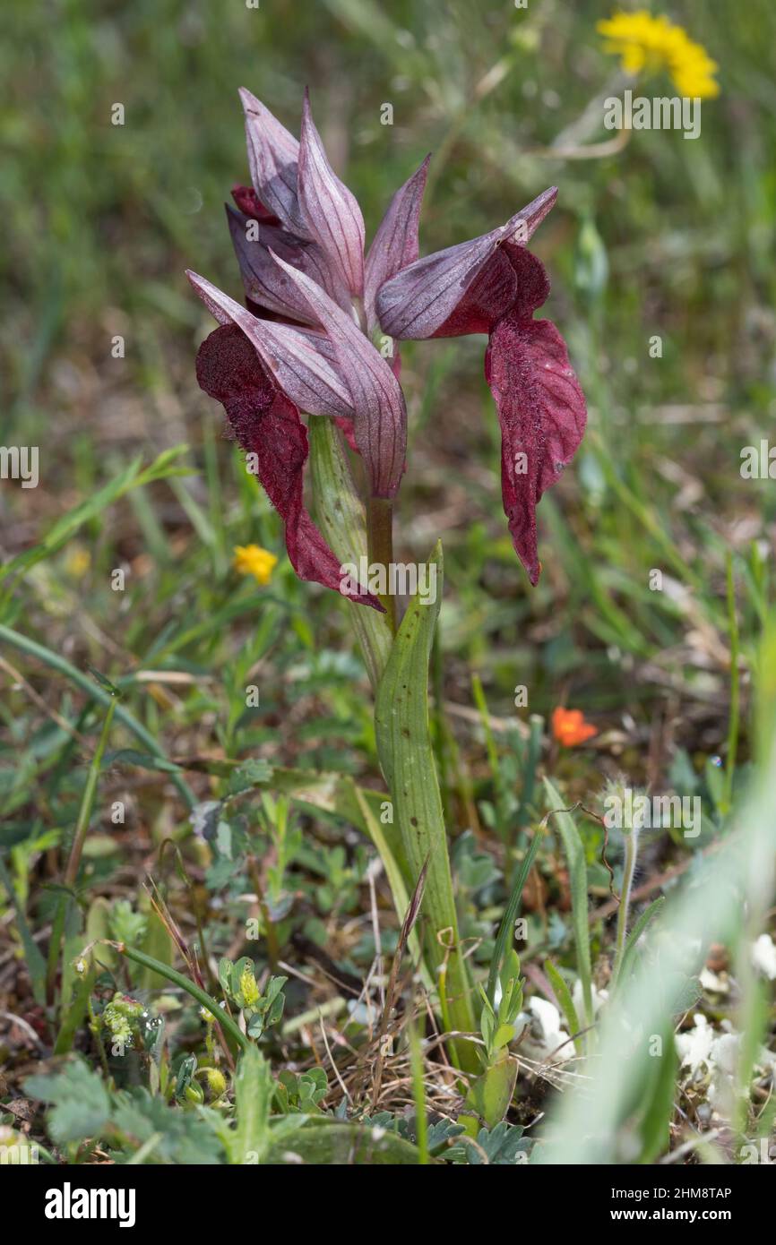 Istrischer Zungenstendel, Istrischer Zungenständel, Serapias istriaca, Serapias trascurecta subsp. Istriaca, lingua-orchidea, le Sérapias, Kroatien, Istrie Foto Stock