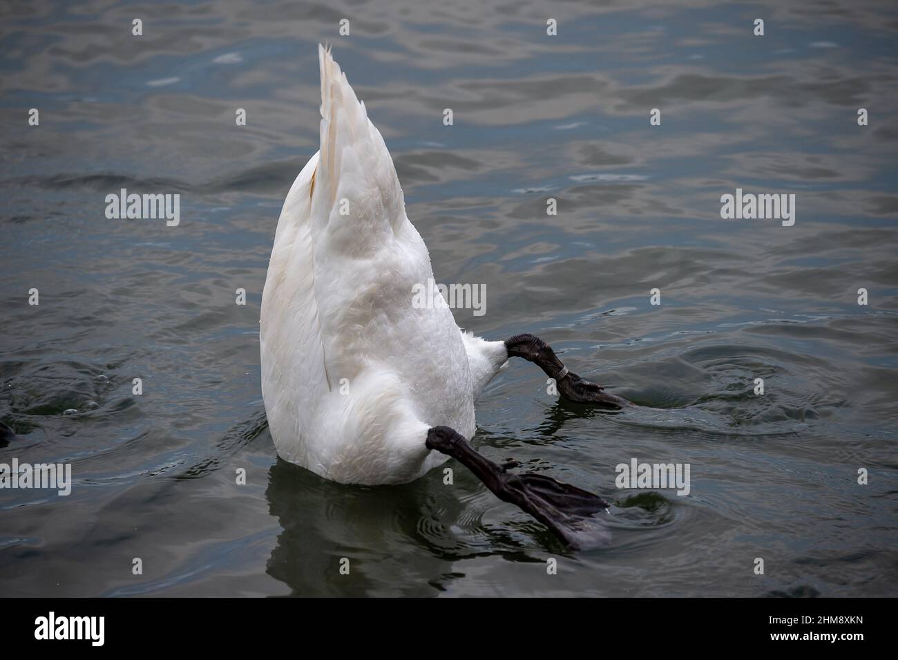 Windsor, Berkshire, Regno Unito. 8th Febbraio, 2022. Questa mattina si infila per i cigni sul Tamigi. Credit: Maureen McLean/Alamy Foto Stock