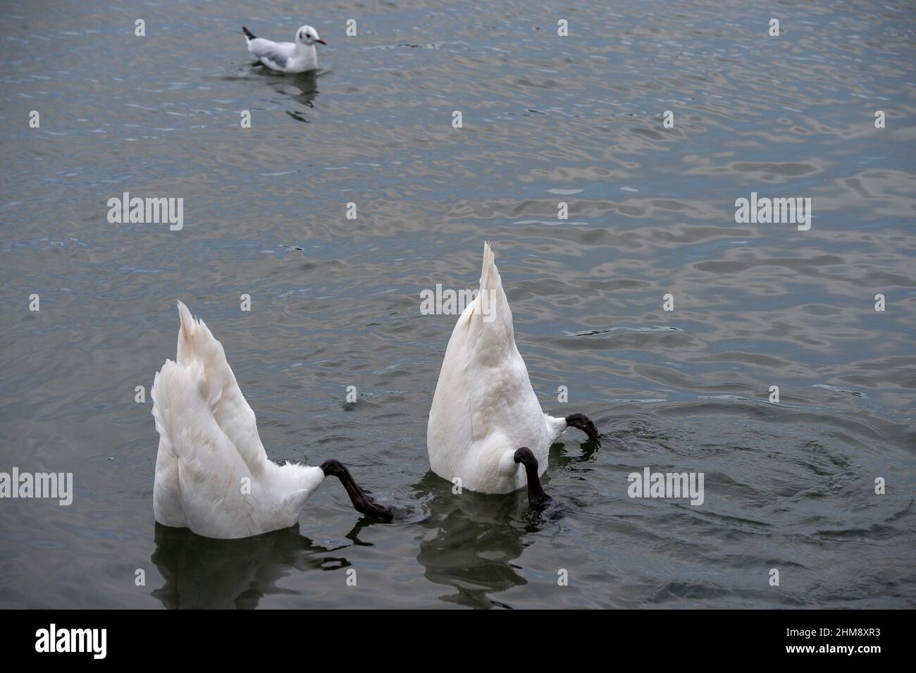 Windsor, Berkshire, Regno Unito. 8th Febbraio, 2022. Questa mattina si infila per i cigni sul Tamigi. Credit: Maureen McLean/Alamy Foto Stock