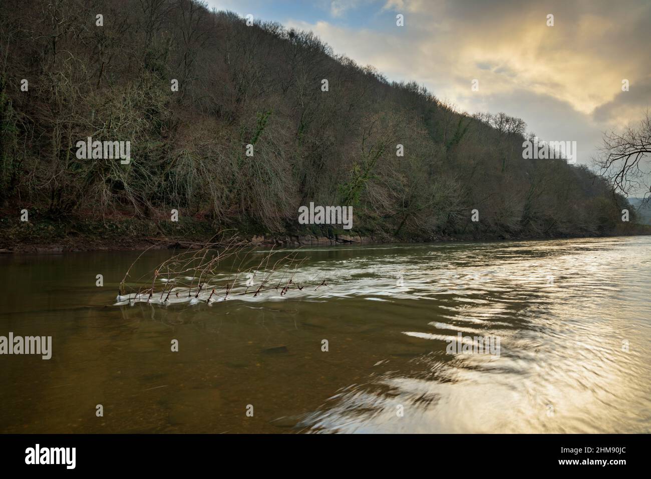 Rami di albero nel fiume inferiore Wye. Foto Stock