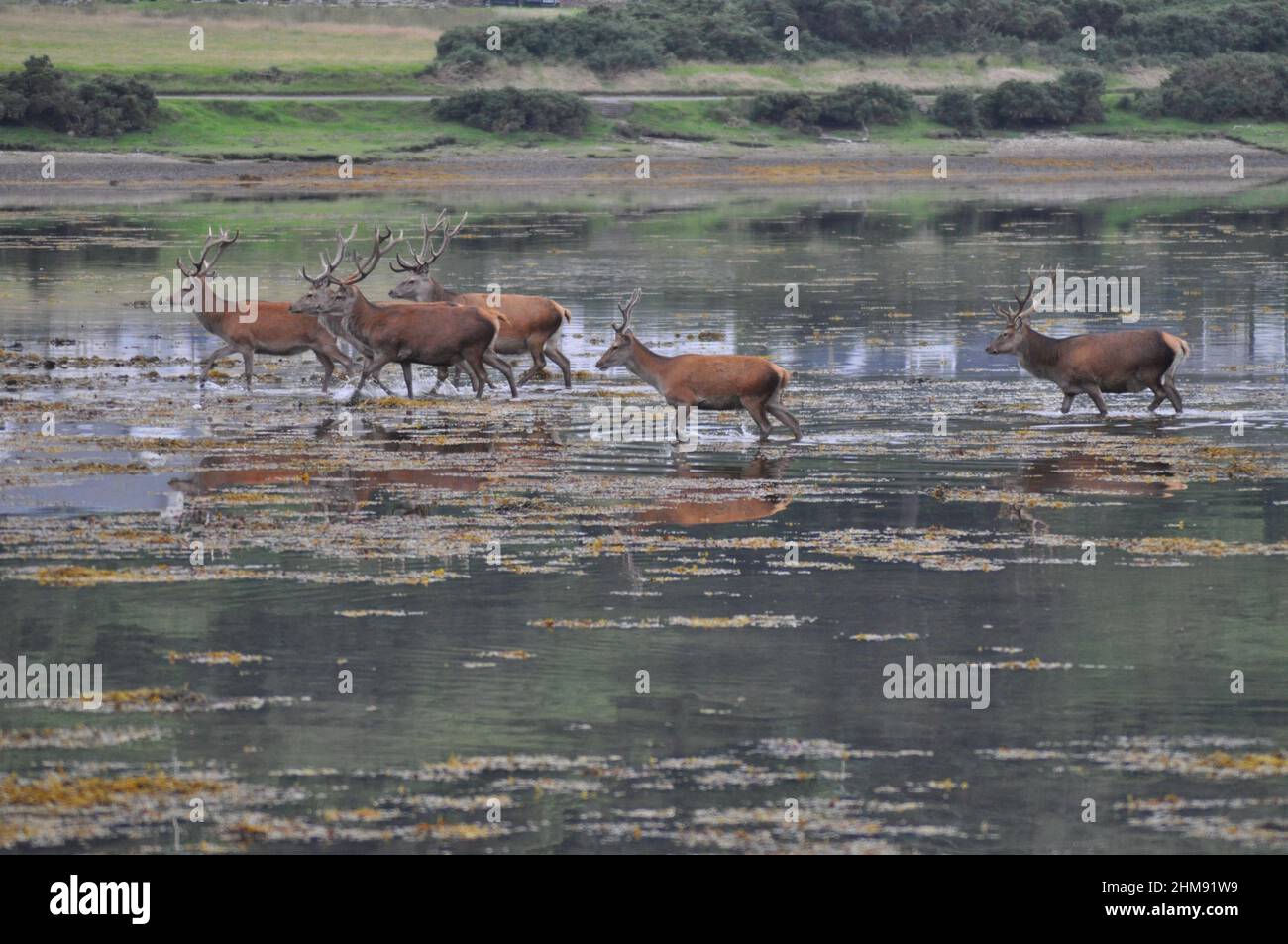 6 stags a piedi nelle acque di Loch Ranza (Lochranza, Isola di Arran Scozia - UK) raffreddamento fuori dopo un caldo giorno di agosto Foto Stock