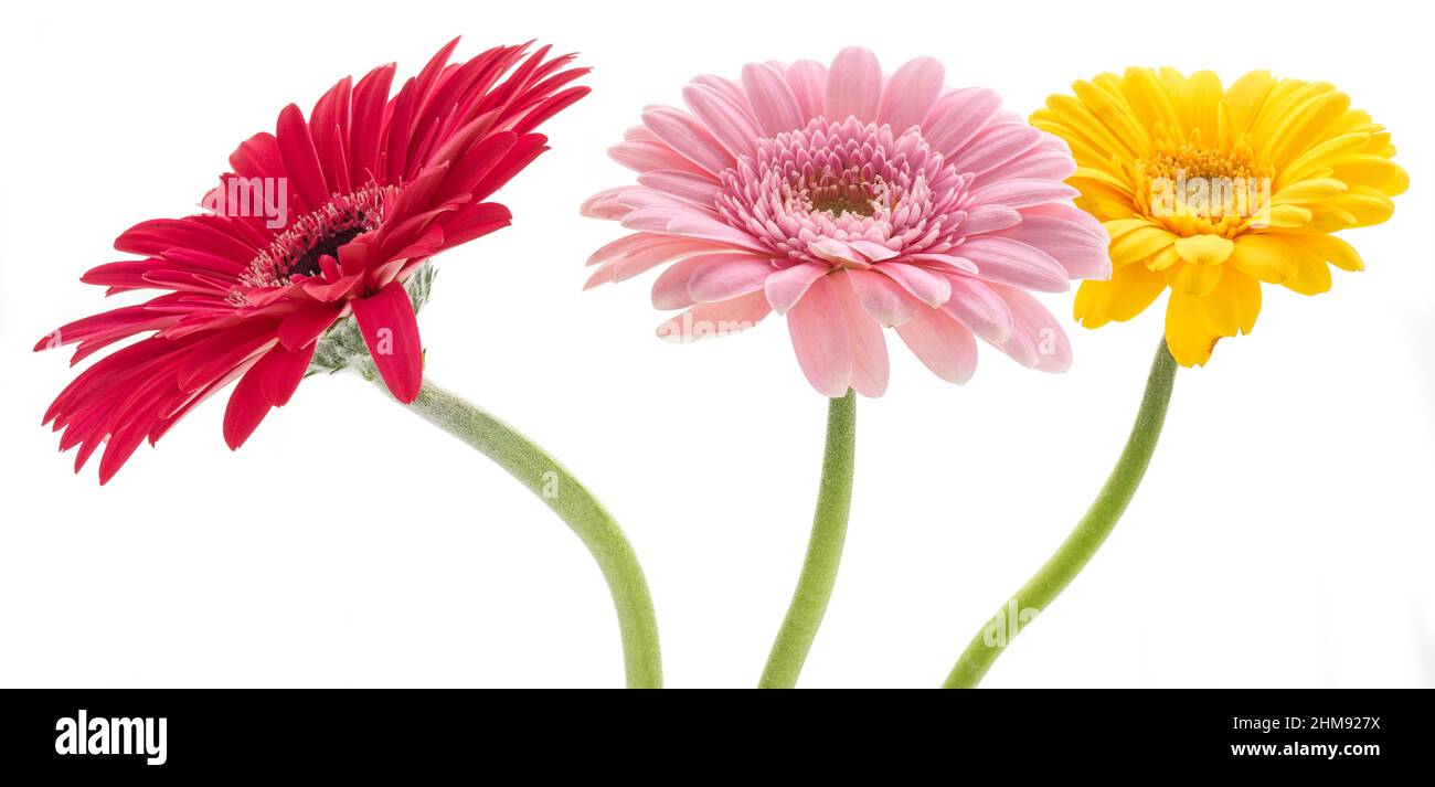 Fiori rossi, rosa e gialli tipo margherita Gerbera su sfondo bianco Foto Stock