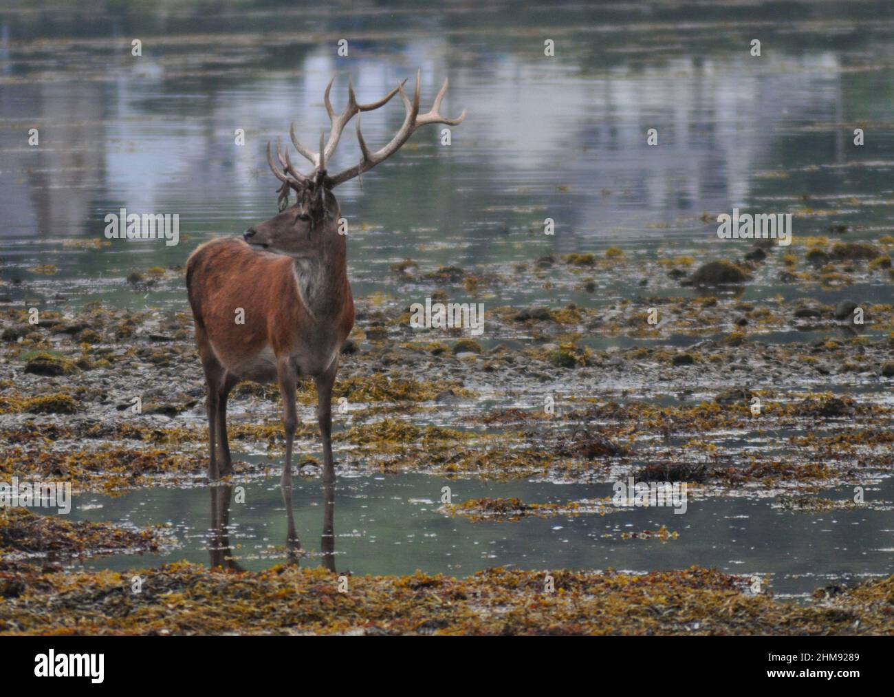 Una puntata in piedi nelle acque di Loch Ranza (Lochranza, Isola di Arran Scozia - UK) raffreddamento fuori dopo un giorno molto caldo di agosto Foto Stock