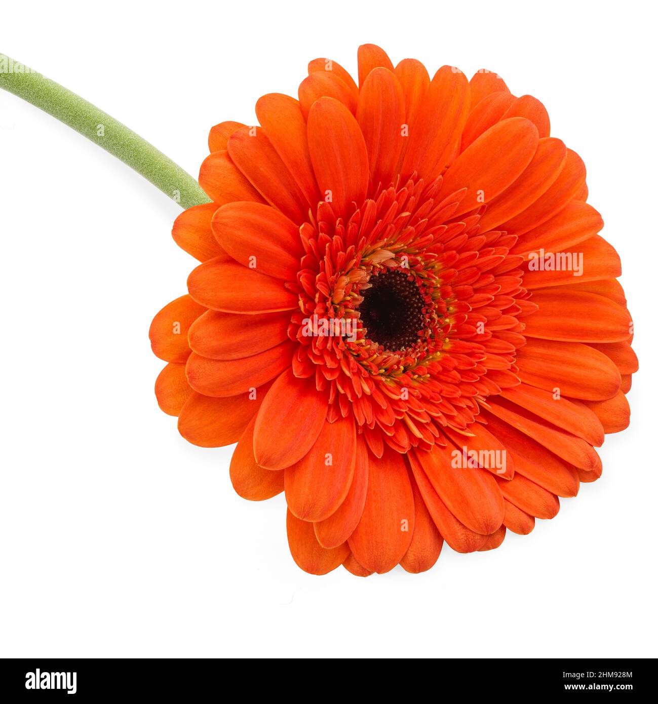 Arancio Gerbera margherita tipo fiore su sfondo bianco Foto Stock
