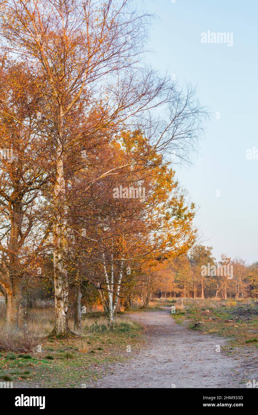 Alberi di betulla d'argento (Betula pendula) con colori dorati autunnali su un sentiero nel pomeriggio illuminato dal sole al Frensham Little Pond, vicino Farnham, Surrey Foto Stock