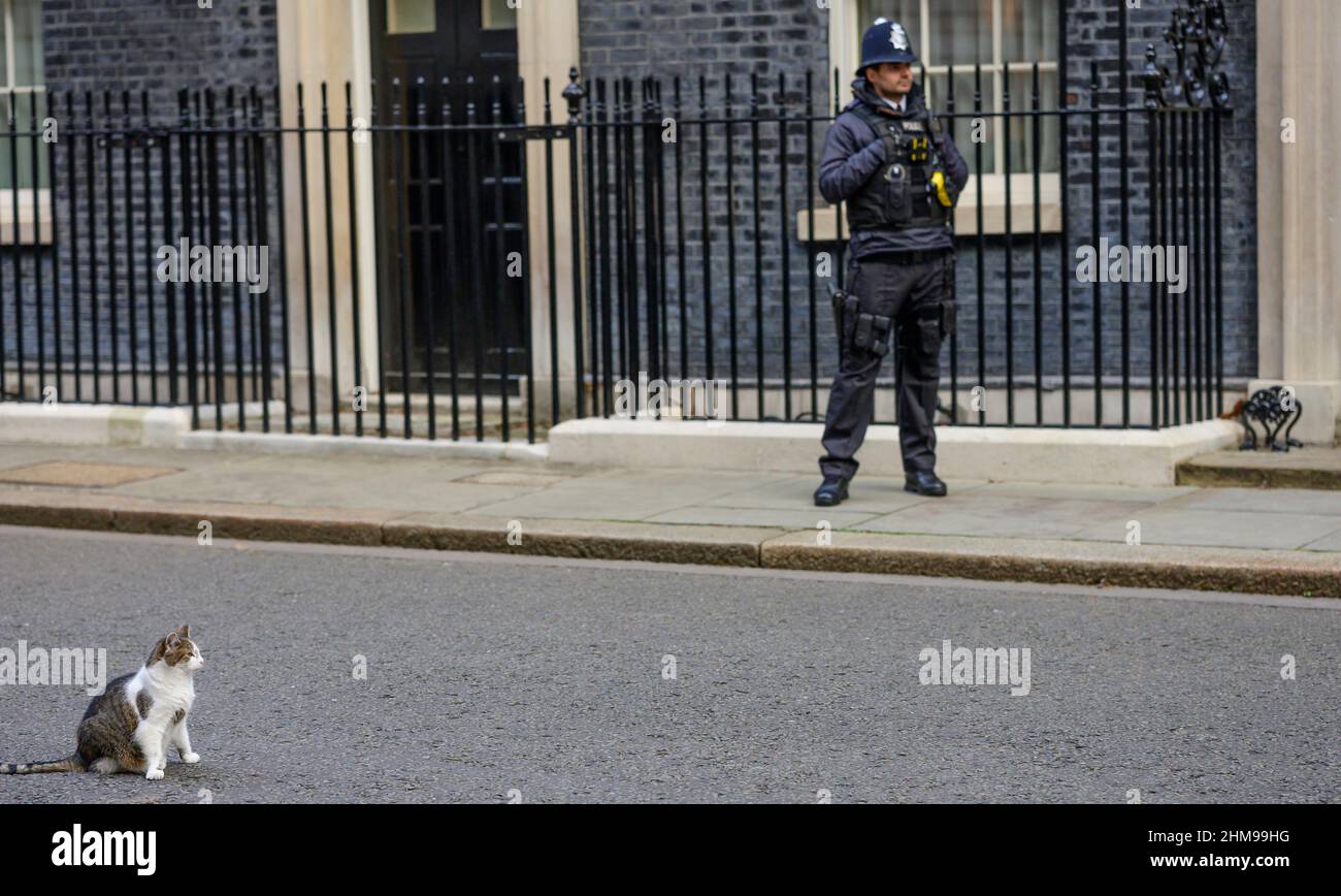Downing Street, Londra, Regno Unito. 8th Feb 2022. Larry incontra gli arrivi a Downing Street per una riunione settimanale del gabinetto. Credit: Malcolm Park/Alamy Live News Foto Stock