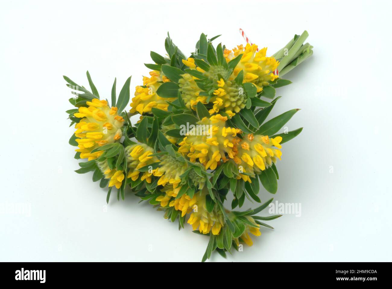 Echter Wundklee, Gemeiner Wundklee, Gewöhnlicher Wundklee oder Tannenklee, Anthyllis Vulneraria, Pflanzenart aus der Gattung Wundklee, Verwendung in d Foto Stock