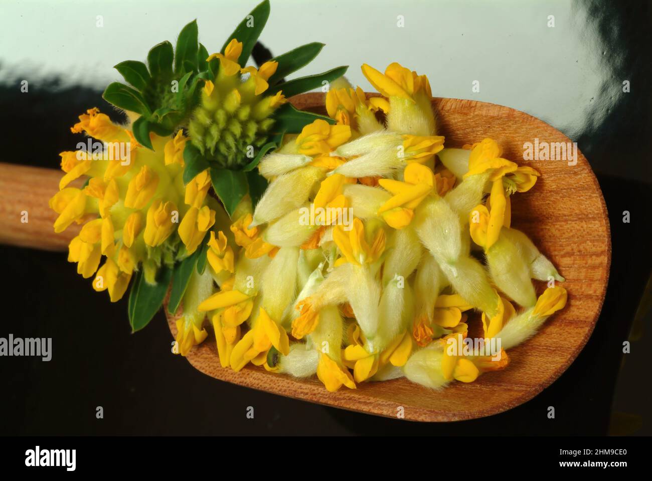 Heilpflanze Apothekerklee, Echter Wundklee, Gelber Klee, Hasenklee, Wundkraut, Antyllis vulnerabilità, pianta medicinale comune Kidneyvetch, Kidney vetch, Foto Stock