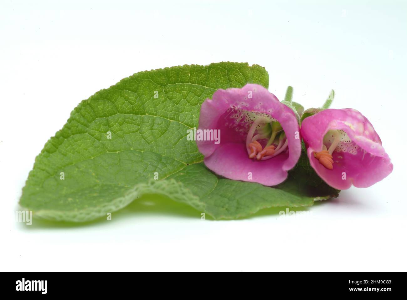 Roter Fingerhut, Digitalis purpurea, auch Fingerhut, Fingerkraut, Fuchskraut, Eine Giftpflanze, Pflanzenart aus der Gattung der Fingerhüte, Digitalis, Foto Stock