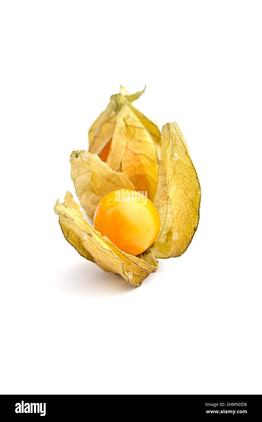 Physalis peruviana (ciliegie di terra, uva spina di Capo, pomodori di buccia, bacche di Inca, bacche di poha) isolato su uno sfondo bianco Foto Stock