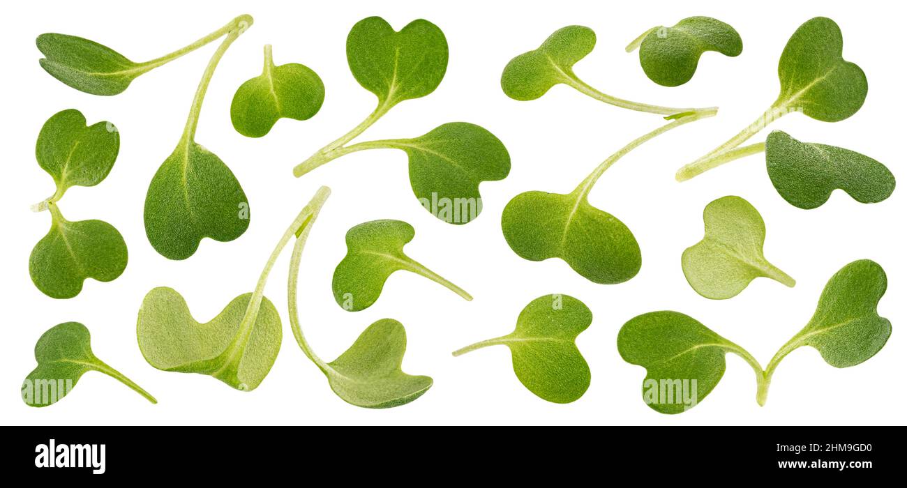 Foglie di Microgreen, germogli di rucola isolati su sfondo bianco, macro Foto Stock