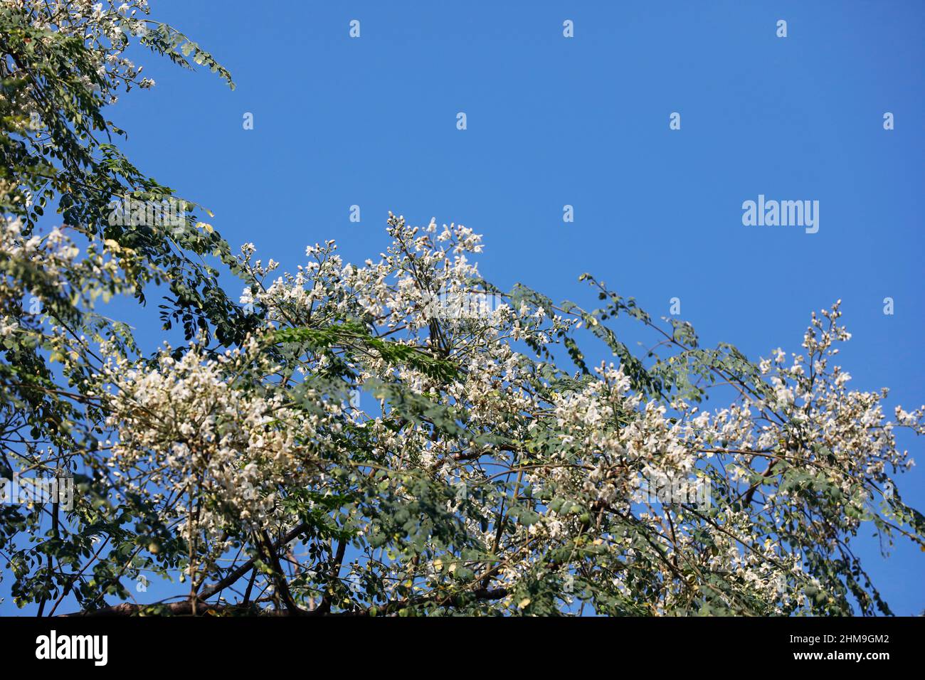 Dhaka, Bangladesh - 07 febbraio 2022: 'Drumstick tree' è un albero del genere Moringa della famiglia Moringaceae. Le foglie del bastone sono Foto Stock