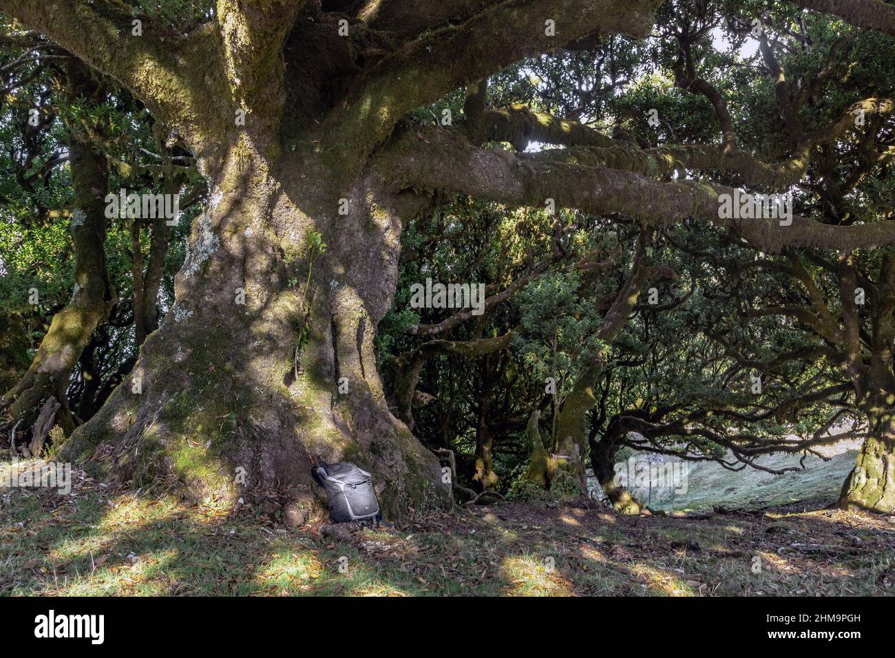 MADEIRA, PORTOGALLO - 27 AGOSTO 2021: Questo è un greto di alberi secolari relitti della foresta di Fanal Pond, che è un sito patrimonio mondiale dell'UNESCO. Foto Stock