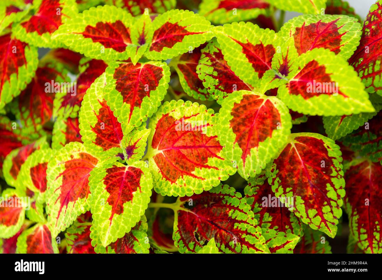 Coleus Winsome Foto Stock