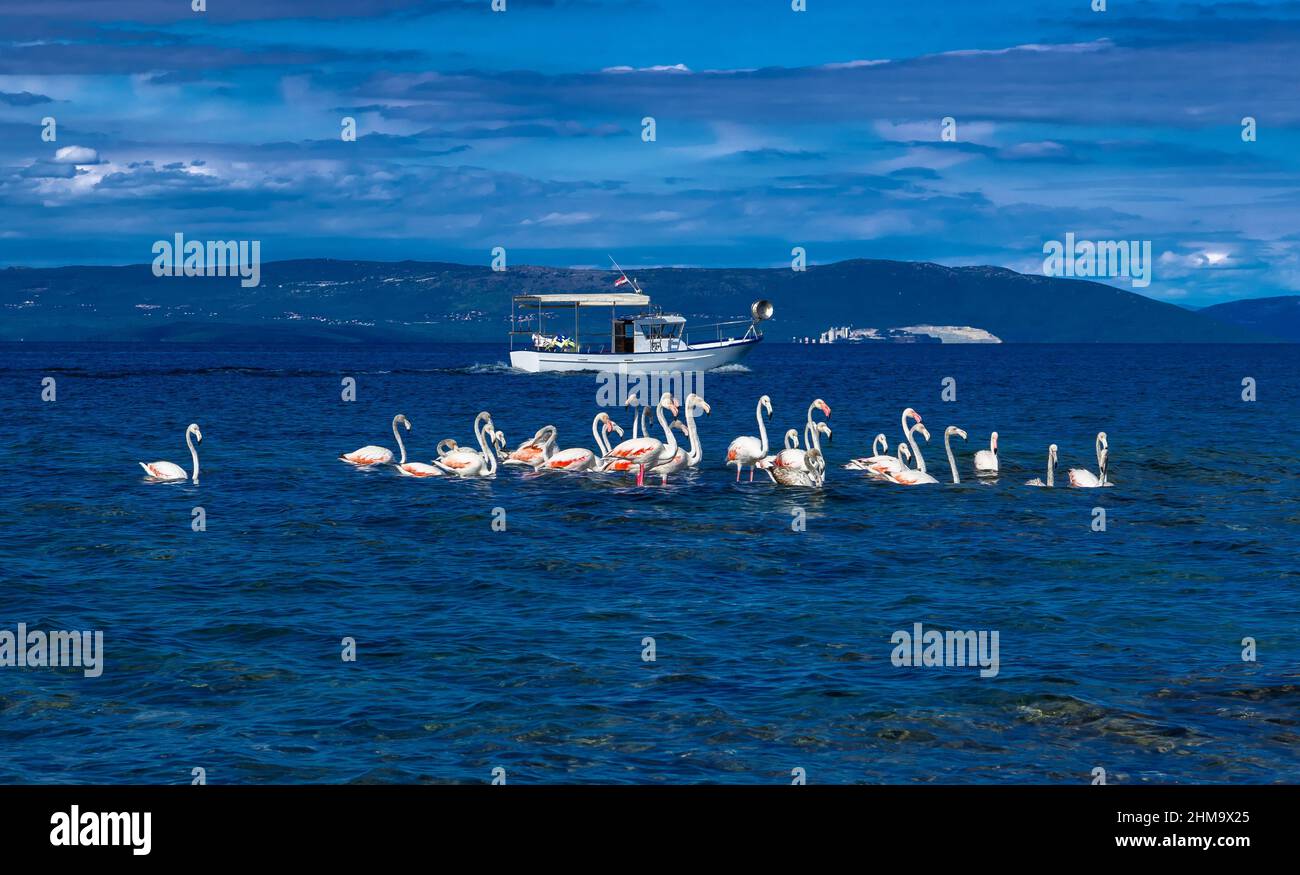 Gregge di grandi Flamingos (Fenicottero roseo) disturbato da motoscafo in Una laguna del Mar Mediterraneo in Istria in Croazia Foto Stock