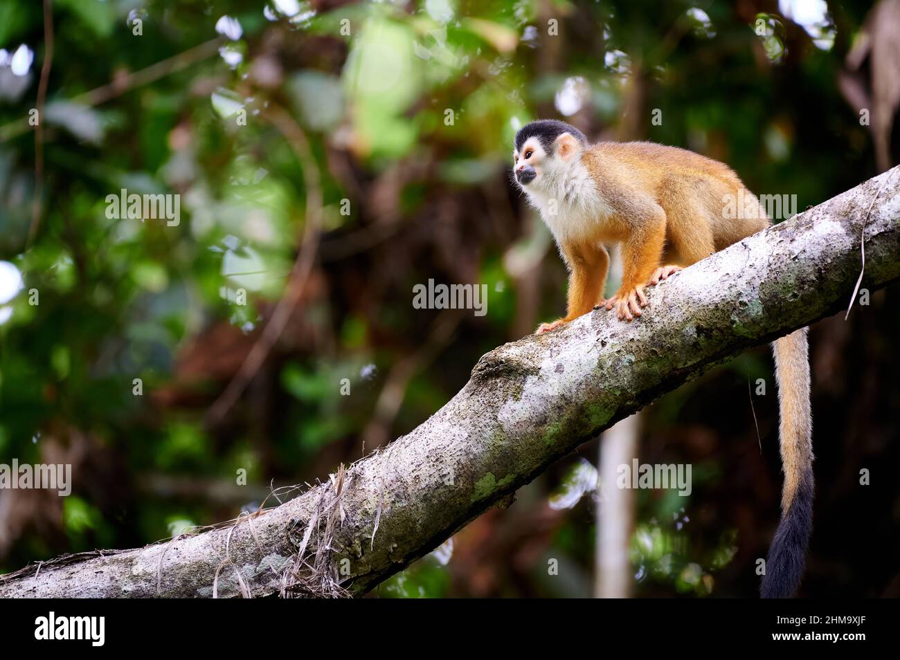 Scimmia scoiattolo dell'America centrale o scimmia scoiattolo rossa (saimiri oerstedii), Parco Nazionale di Corcovado, Penisola di Osa, Costa Rica Foto Stock