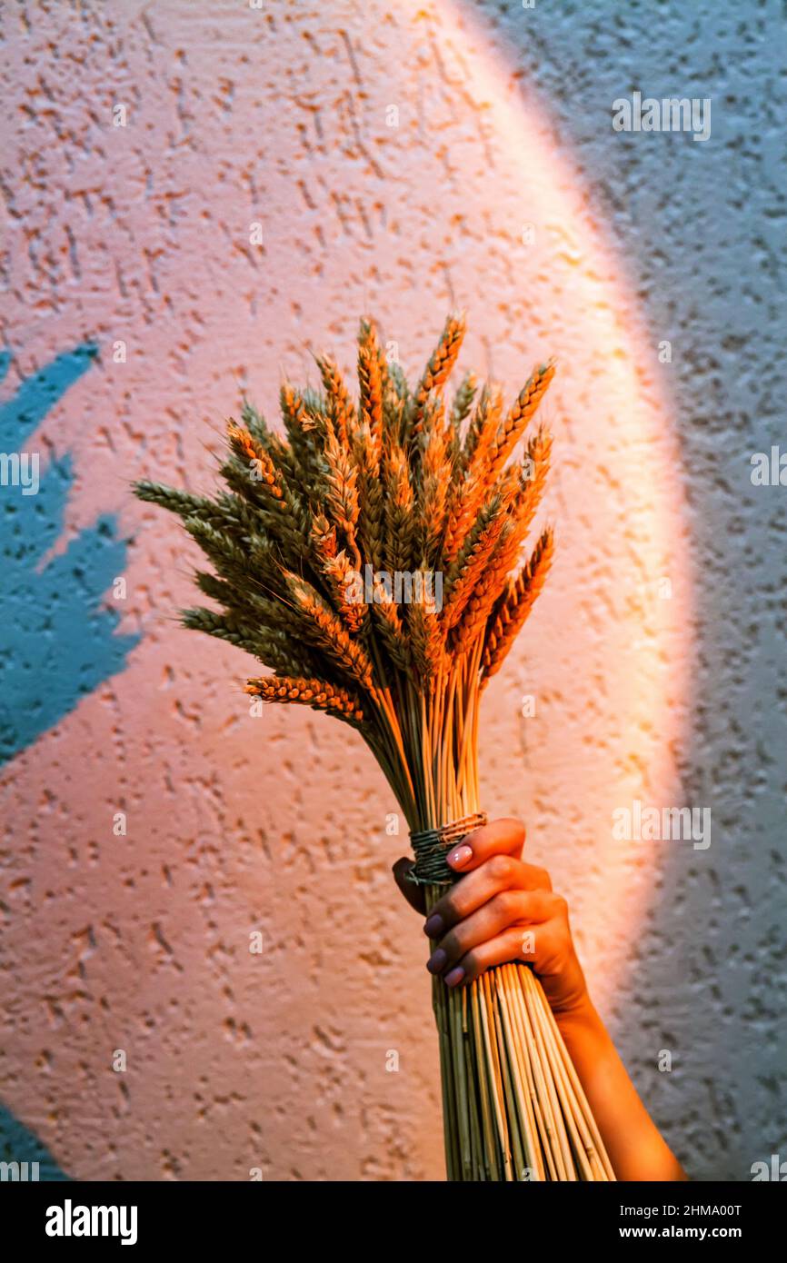 Grande bouquet di orecchie secche in mano femminile sullo sfondo della parete alla luce di una lampada al tramonto. Sfondo concettuale minimalistico per il Foto Stock