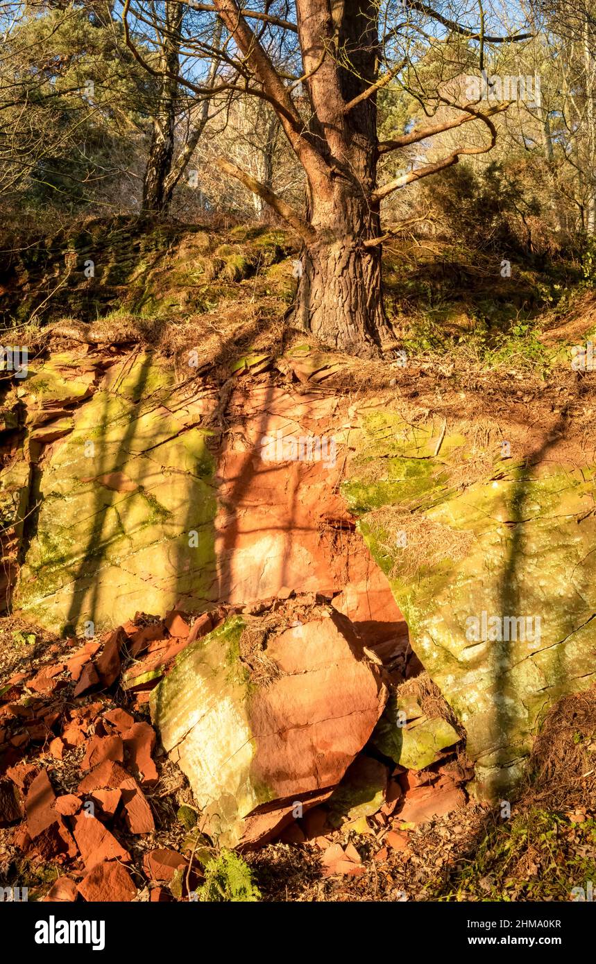 Letti in arenaria rossa inclinati esposti a Cowraik Quarry, Beacon Edge, Penrith, Cumbria Foto Stock