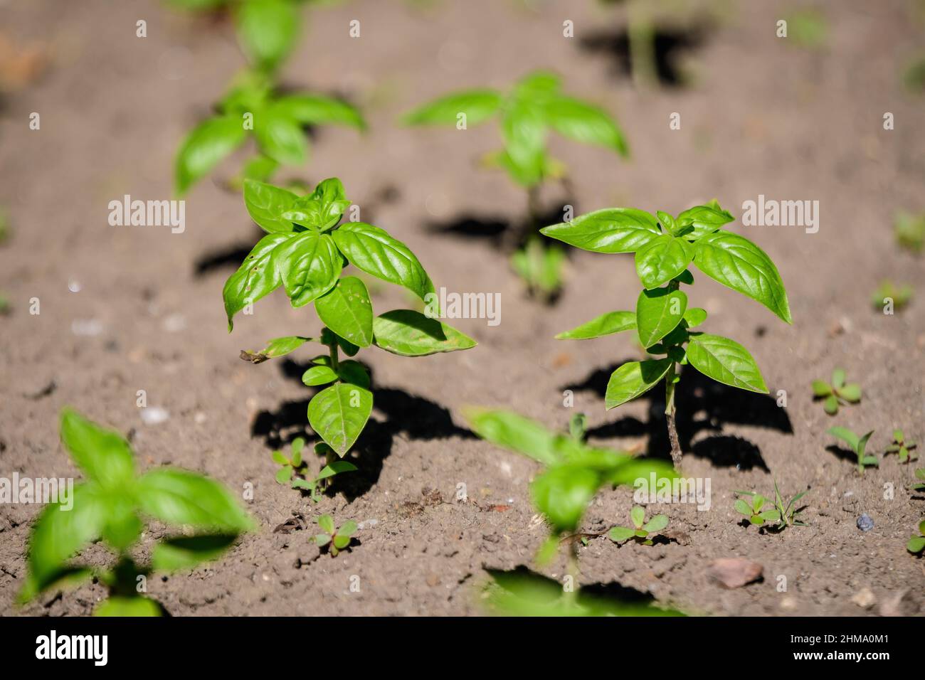 Molte foglie di basilico verde fresco e fiori in un giardino estivo solare biologico, erbe vegane sane fotografate con fuoco morbido Foto Stock