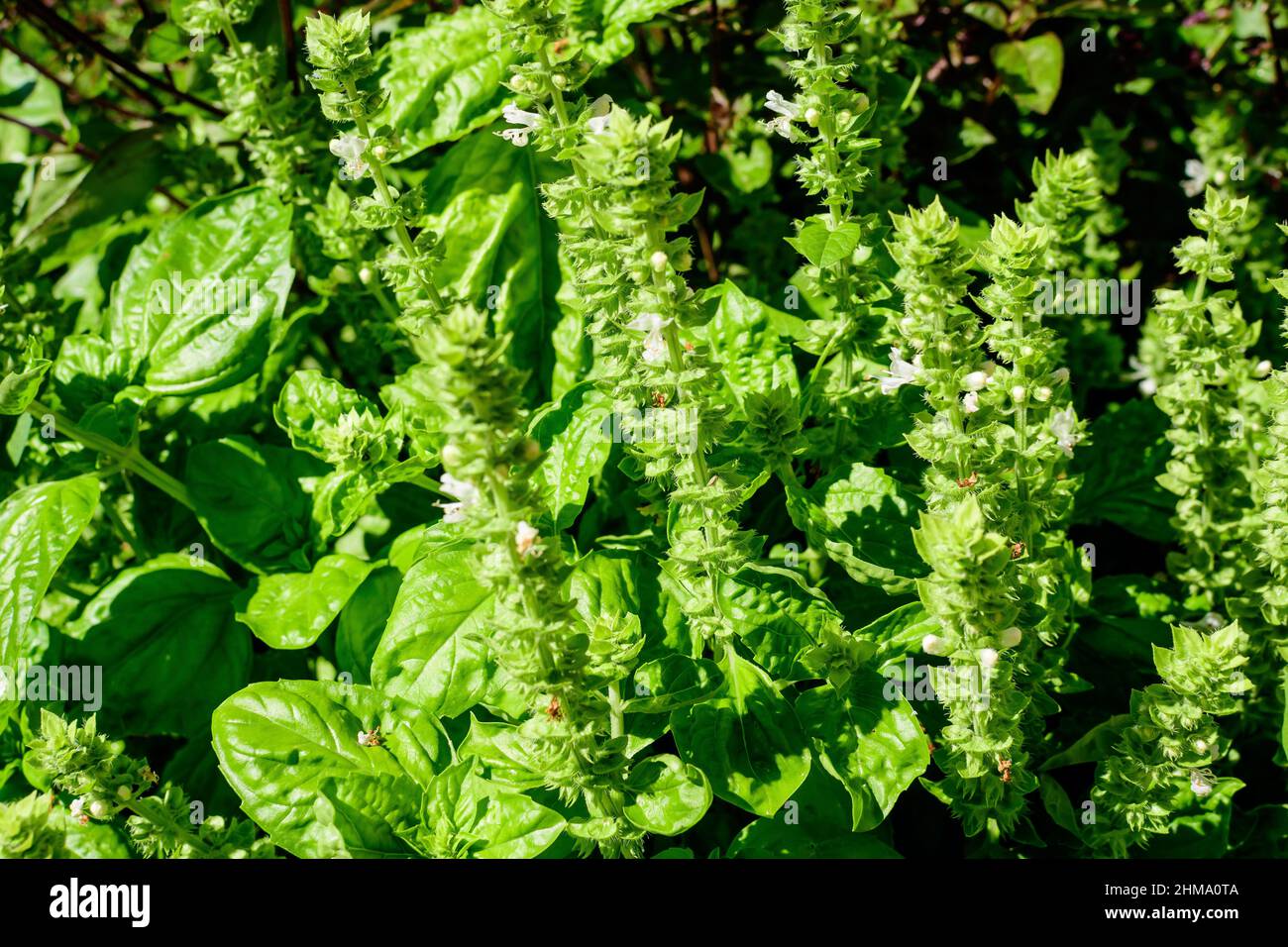 Molte foglie di basilico verde fresco e fiori in un giardino estivo solare biologico, erbe vegane sane fotografate con fuoco morbido Foto Stock