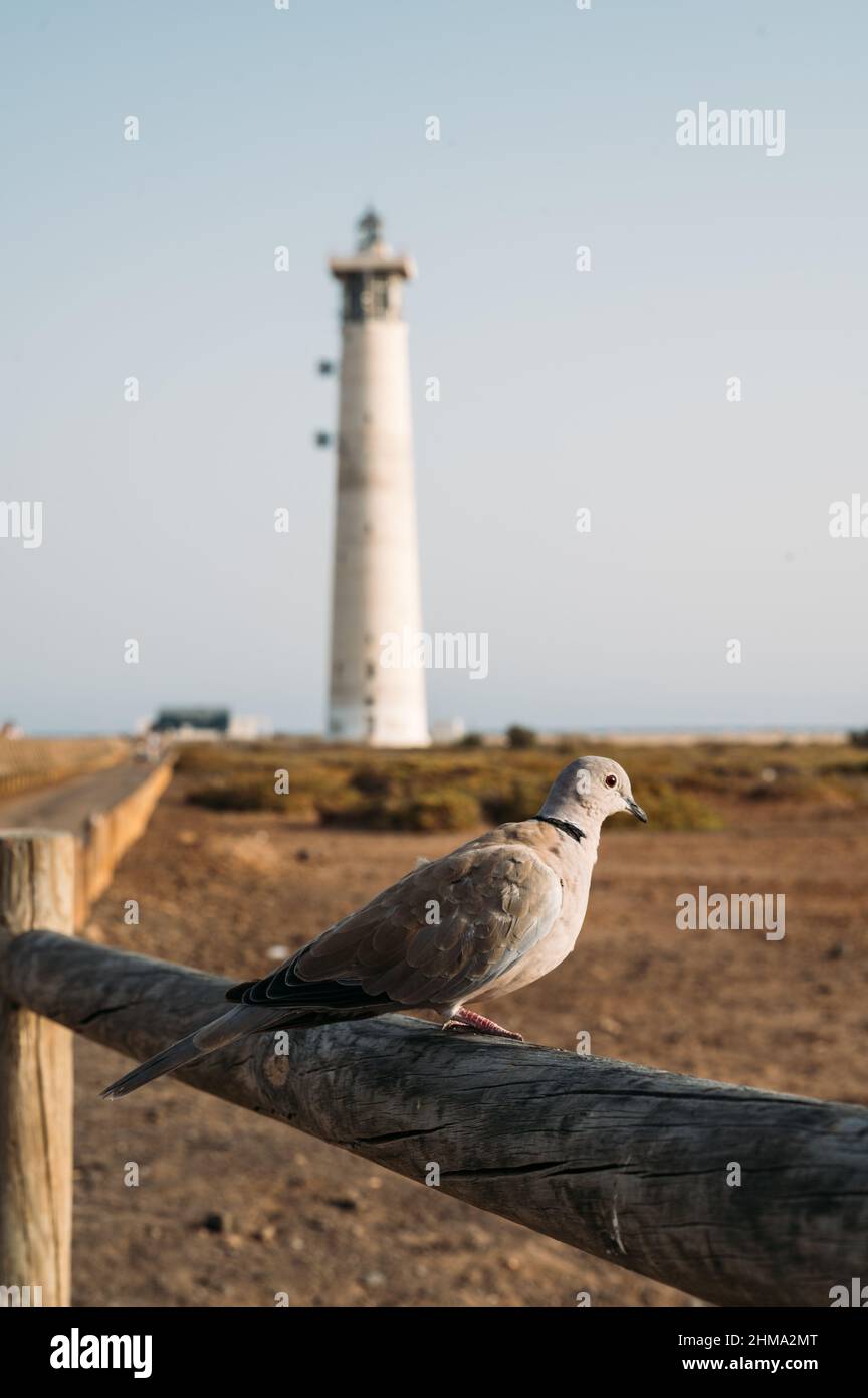 Uccello colomba seduto su recinzione di legno contro il faro bianco nella soleggiata giornata estiva al mare Foto Stock