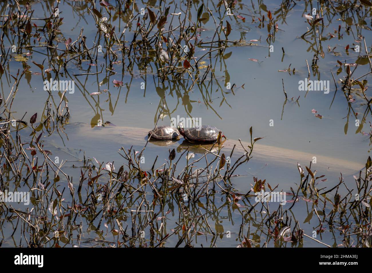 Due tartarughe che si rilassano al sole estivo su un ceppo. L'acqua del fiume è torbida. Foto Stock