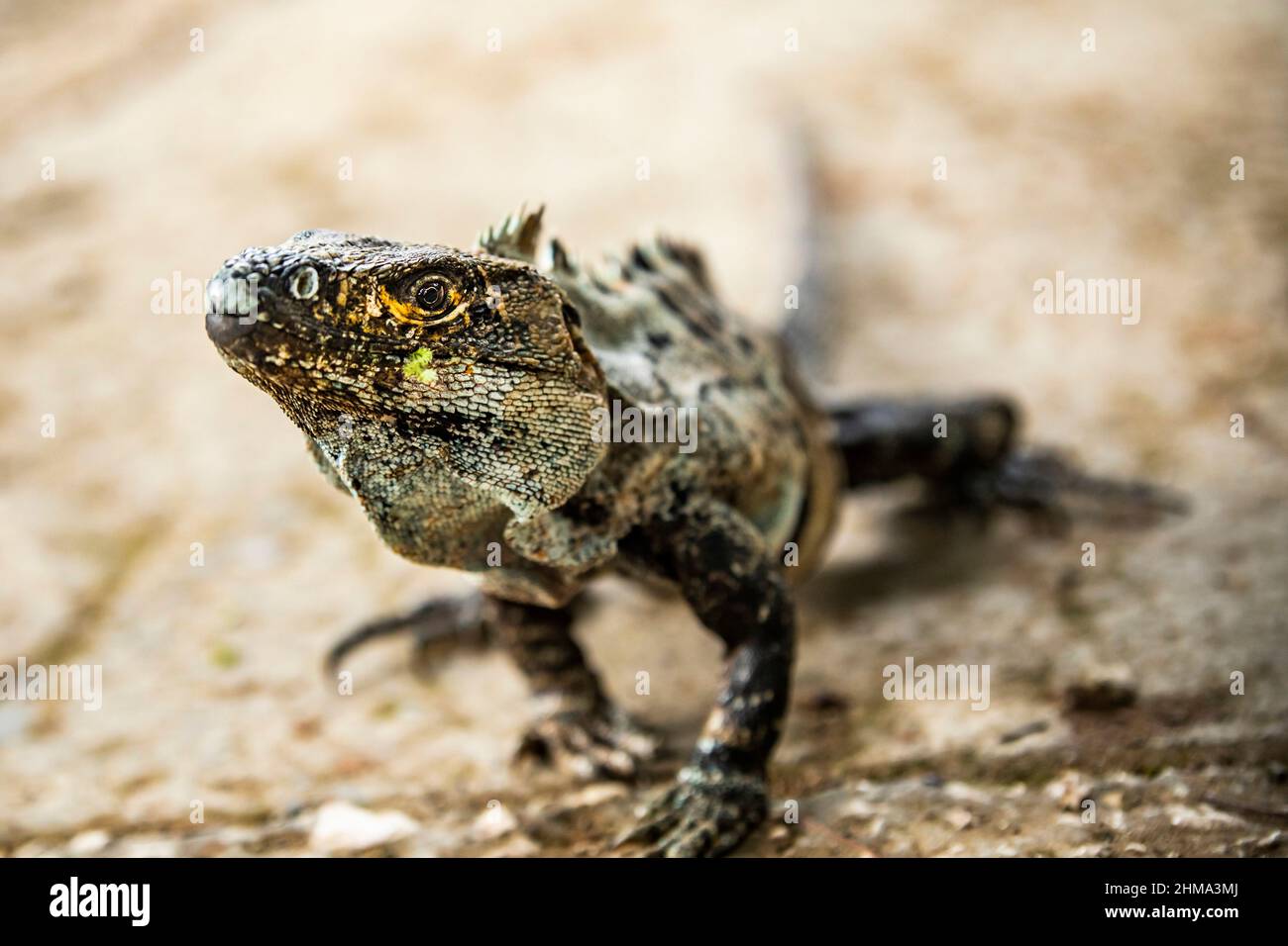 Iguana selvaggia e pericolosa con cresta affilata e pelle colorata seduta a terra nella foresta su sfondo sfocato il giorno d'estate Foto Stock