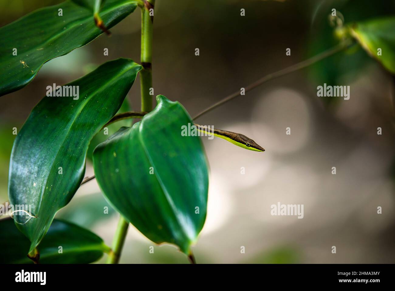 Grandi foglie verdi fresche di piante esotiche in crescita e piccolo serpente mimetico su sfondo sfocato alla luce del sole in Costa Rica Foto Stock