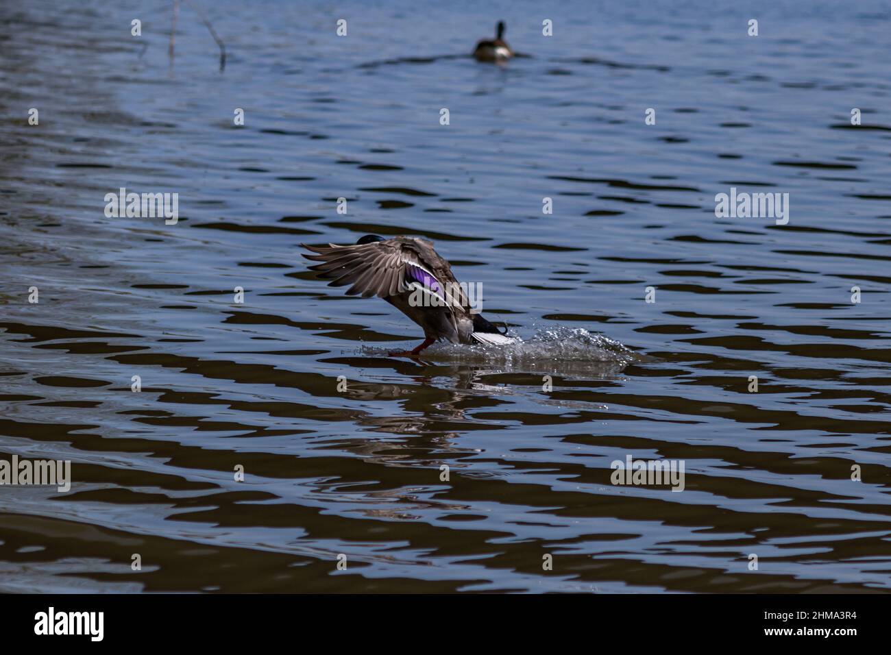 Mallard anatra atterraggio sull'acqua, piedi giù e ali fuori. Foto Stock