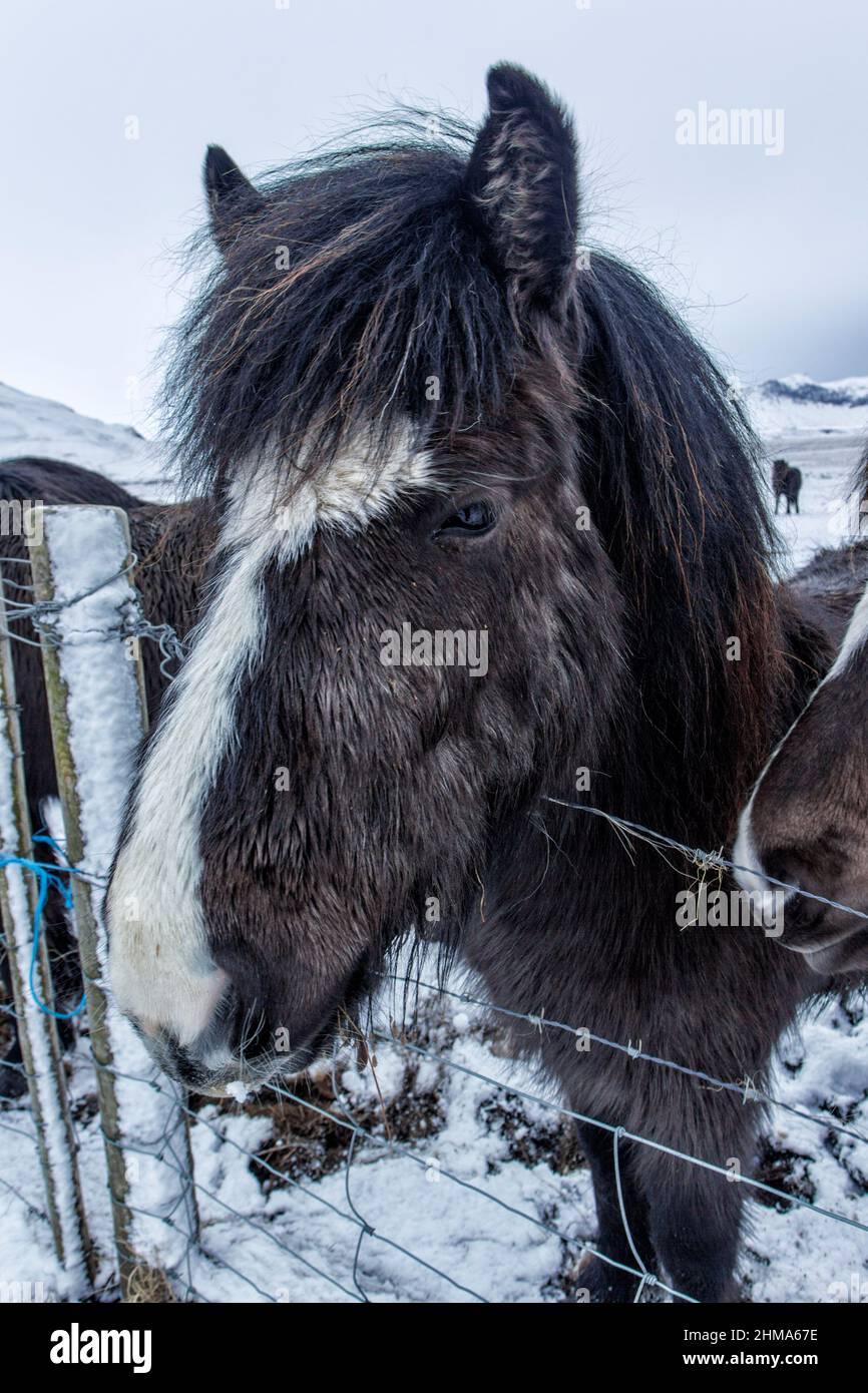 Cavallo islandese, una piccola razza di cavallo, a volte di dimensioni ponose. Sviluppato da pony portati in Islanda dai coloni norrini nei secoli 9th e 10th, Foto Stock