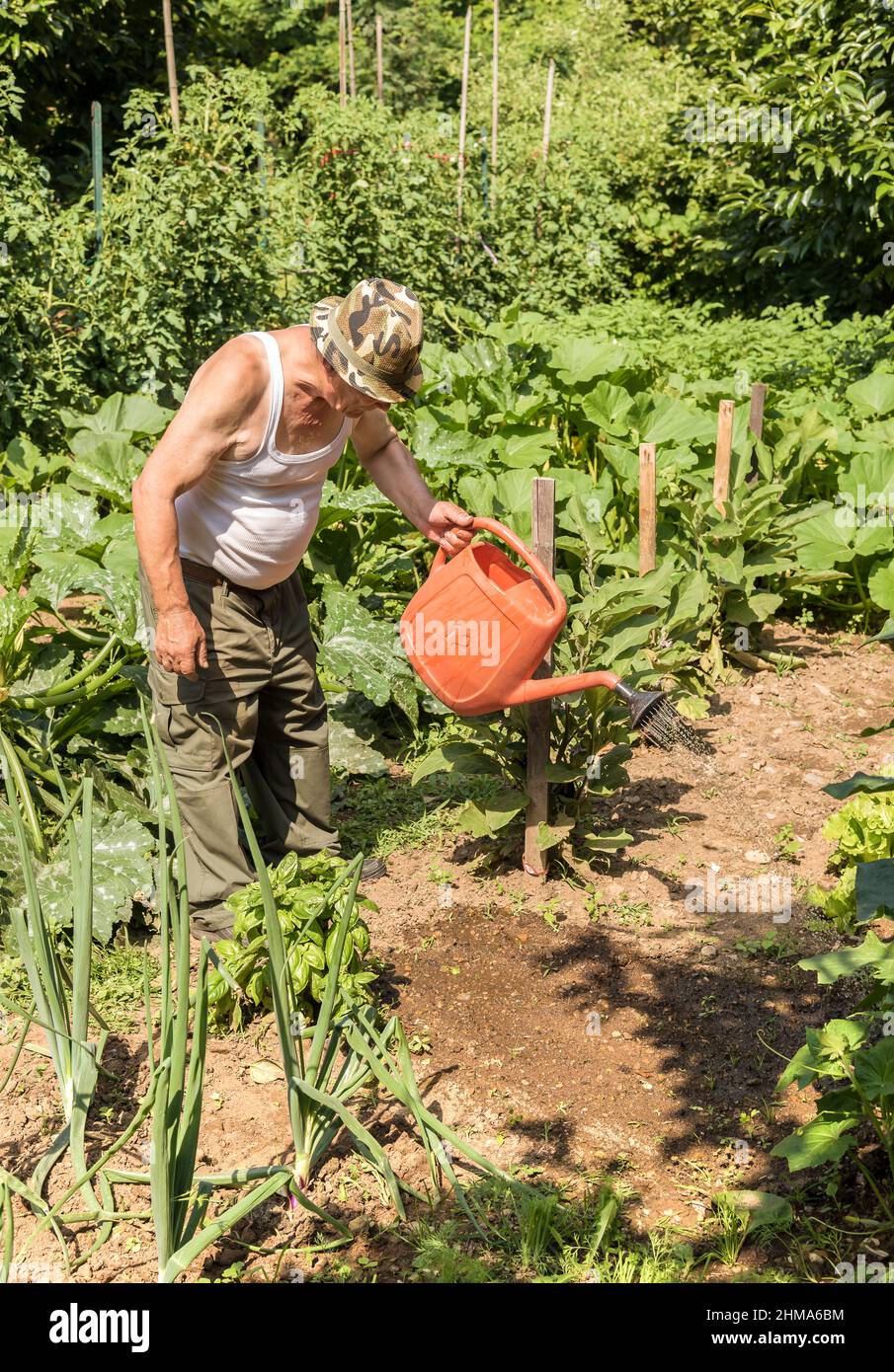 L'uomo anziano innaffia l'orto in una calda giornata estiva. Foto Stock