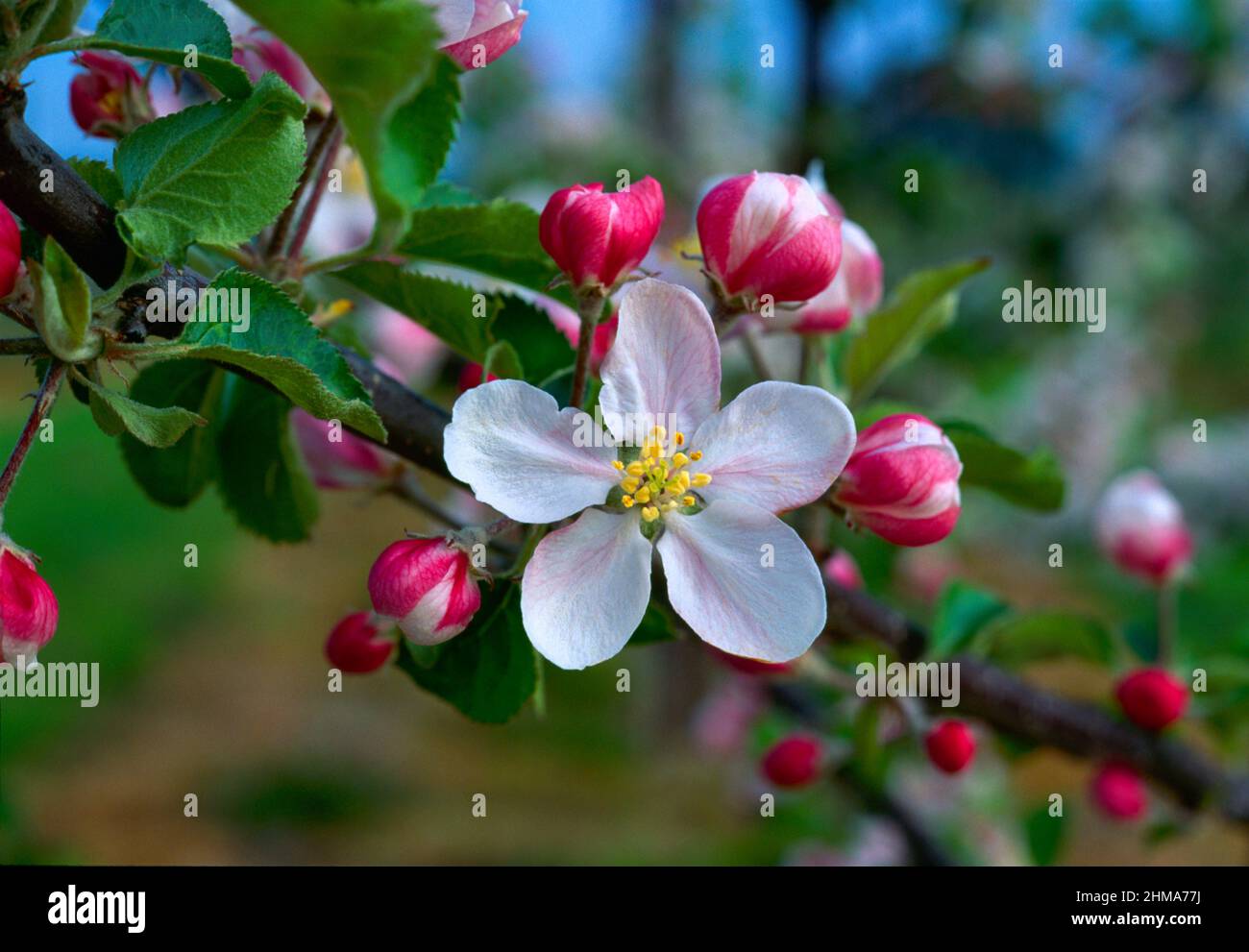 fiore di mela, Foto Stock
